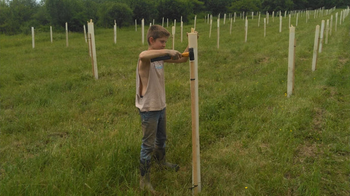 Our Commitment to Sustainability: Planting New Maple Trees at Brookfield Maple Products